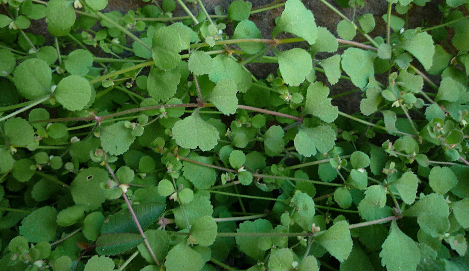 High Resolution Pterostegia drymarioides Plant